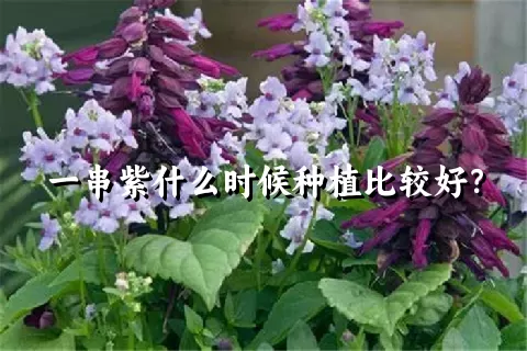 一串紫什么时候种植比较好？