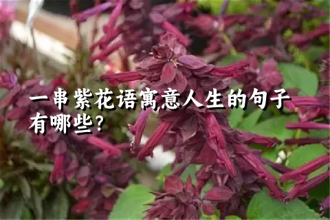 一串紫花语寓意人生的句子有哪些？