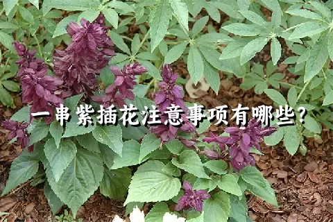 一串紫插花注意事项有哪些？