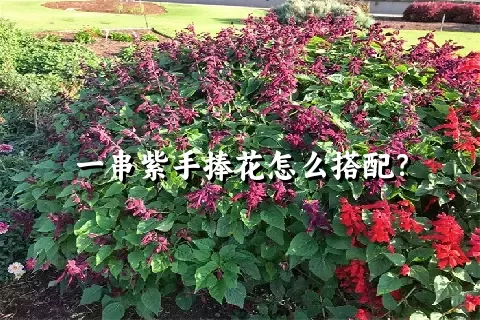 一串紫手捧花怎么搭配？