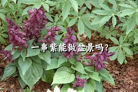 一串紫能做盆景吗？