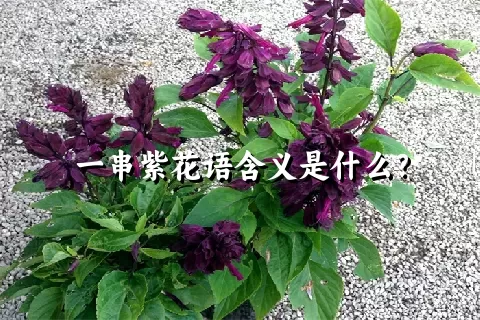 一串紫花语含义是什么？