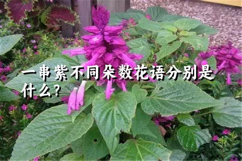 一串紫不同朵数花语分别是什么？