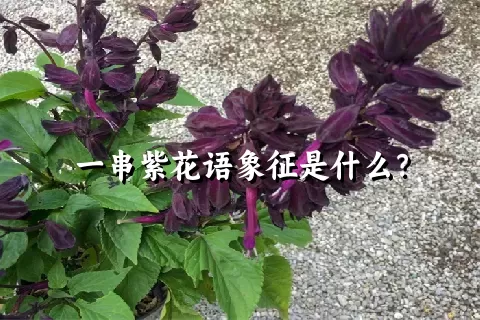 一串紫花语象征是什么？