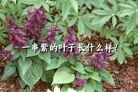 一串紫的叶子长什么样？