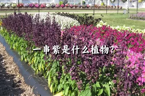 一串紫是什么植物？