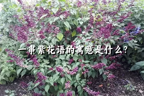 一串紫花语的寓意是什么？