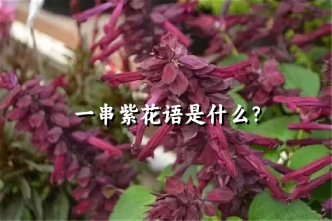 一串紫花语是什么？