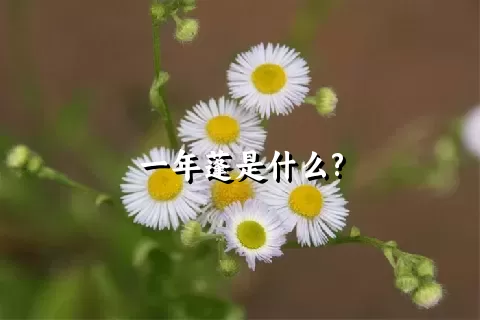 一年蓬是什么?