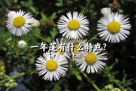 一年蓬有什么特点?