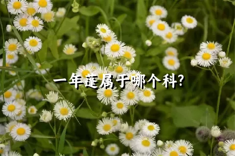 一年蓬属于哪个科?