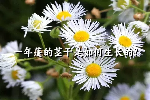 一年蓬的茎干是如何生长的?