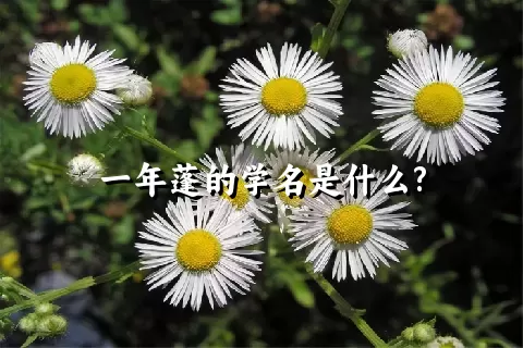 一年蓬的学名是什么?