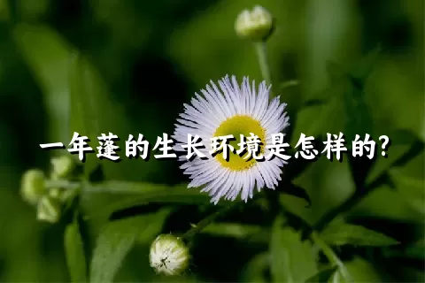 一年蓬的生长环境是怎样的?