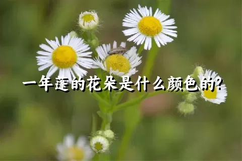 一年蓬的花朵是什么颜色的?