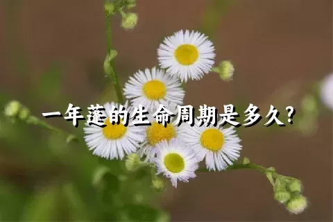 一年蓬的生命周期是多久?