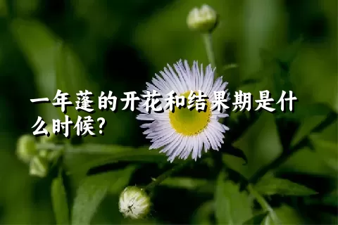 一年蓬的开花和结果期是什么时候?