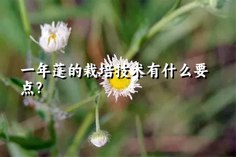 一年蓬的栽培技术有什么要点?