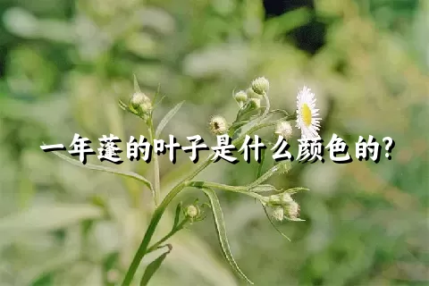 一年蓬的叶子是什么颜色的?