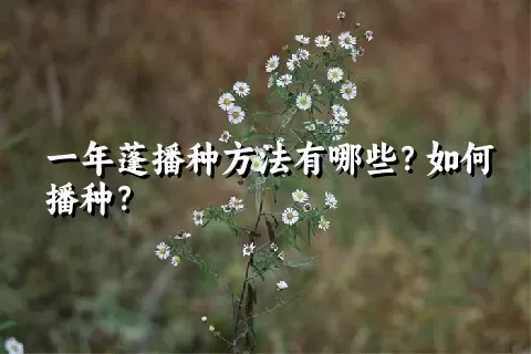 一年蓬播种方法有哪些？如何播种？