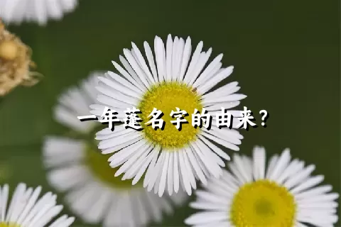 一年蓬名字的由来？