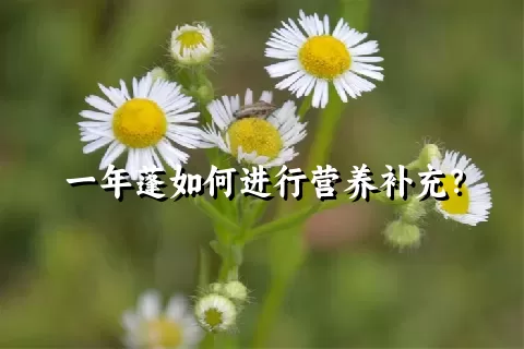 一年蓬如何进行营养补充？