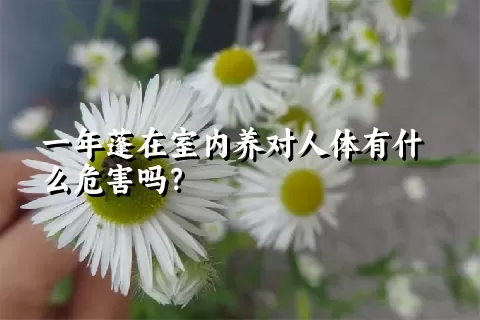 一年蓬在室内养对人体有什么危害吗？