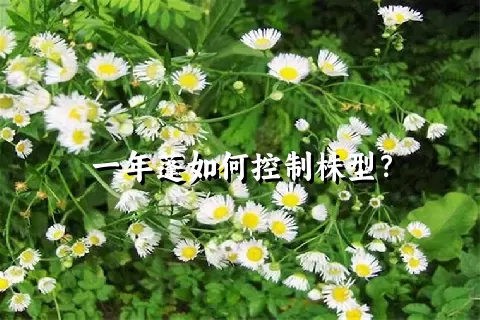 一年蓬如何控制株型？