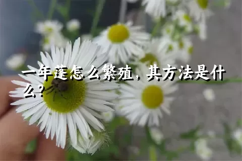 一年蓬怎么繁殖，其方法是什么？