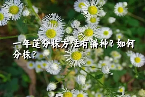 一年蓬分株方法有播种？如何分株？