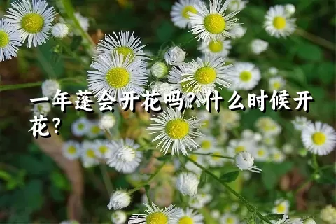 一年蓬会开花吗？什么时候开花？