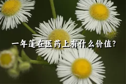 一年蓬在医药上有什么价值？