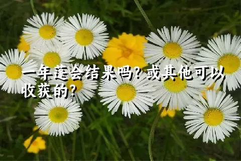 一年蓬会结果吗？或其他可以收获的？