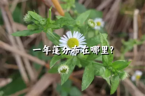 一年蓬分布在哪里?