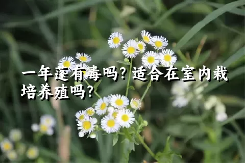 一年蓬有毒吗？适合在室内栽培养殖吗？