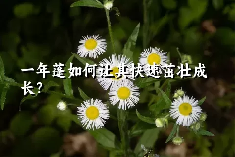 一年蓬如何让其快速茁壮成长？