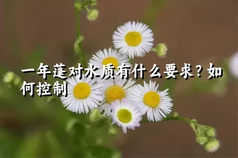 一年蓬对水质有什么要求？如何控制