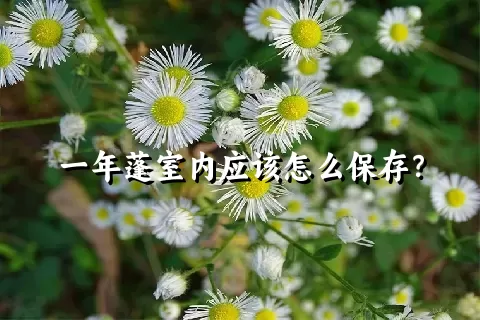 一年蓬室内应该怎么保存？