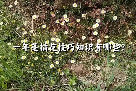 一年蓬插花技巧知识有哪些？