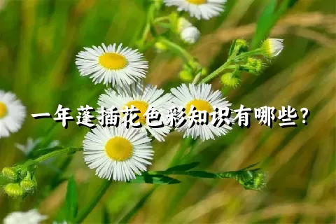 一年蓬插花色彩知识有哪些？