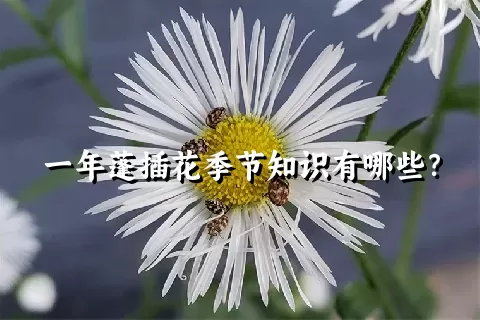 一年蓬插花季节知识有哪些？