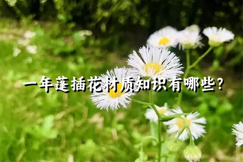 一年蓬插花材质知识有哪些？