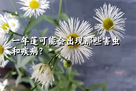 一年蓬可能会出现那些害虫和疾病？