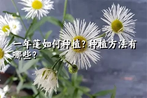 一年蓬如何种植？种植方法有哪些？