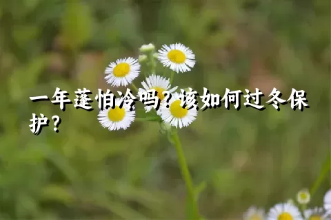 一年蓬怕冷吗？该如何过冬保护？