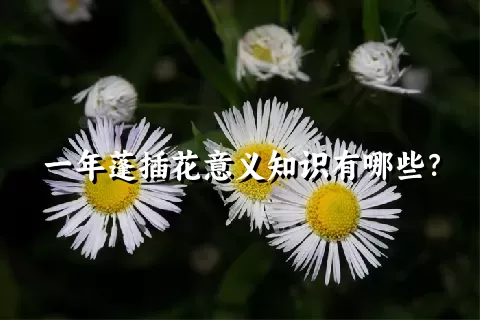 一年蓬插花意义知识有哪些？