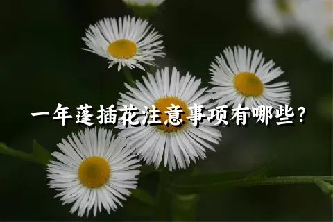 一年蓬插花注意事项有哪些？