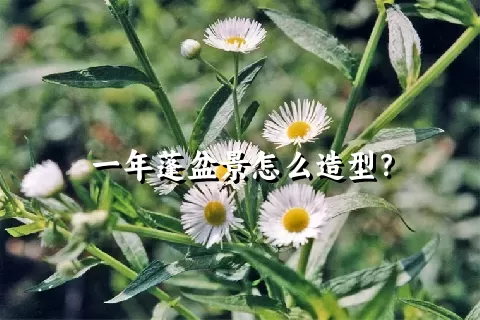 一年蓬盆景怎么造型？