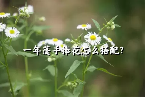 一年蓬手捧花怎么搭配？