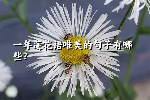 一年蓬花语唯美的句子有哪些？